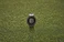 Garmin Approach S12 2022 Edition slate grey