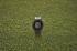 Garmin Approach S12 2022 Edition slate grey 